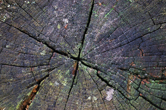 Close-up of a weathered tree stump texture
