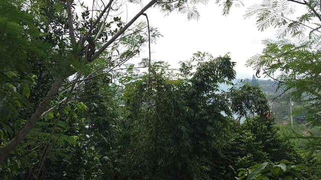 Dense Smoke Rising Near Green Garden Foliage