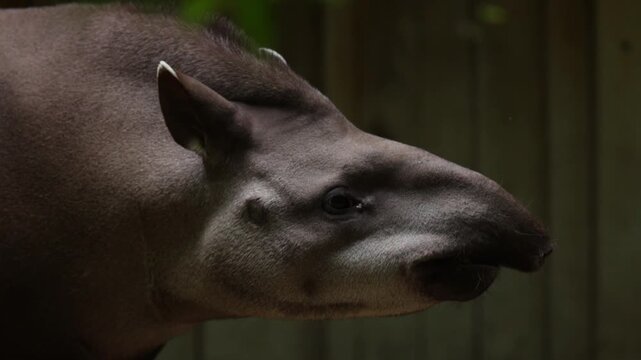 Slow Motion Close Up of Tapir Head and Body Detail in Zoo Park