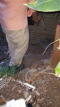 Young Man Digging Dirt Soil with Heavy Digging Bar
