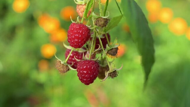 Ripe raspberries on a raspberry bush in summer
