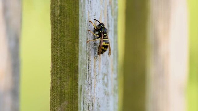 Slow Motion of Common Wasp Chewing Wooden Fence Slat to Gather Nest Material