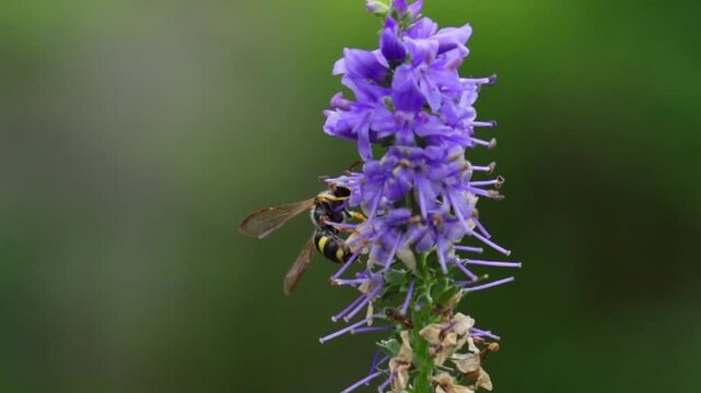 Slow Motion of Common Wasp Foraging and Collecting Nectar on Purple Flowers