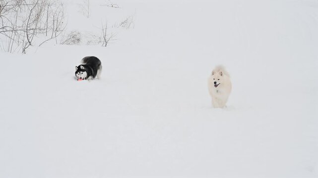 Husky and Samoyed dogs play ball on a winter walk.