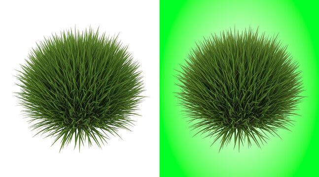 Single lush green grass bush sphere isolated on a white background, for garden landscaping use
