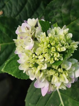Opening white and light green hydrangea macrophylla blossom surrounded by dark green leaves