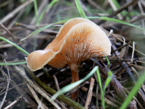 A close-up shot of a light orange mushroom with visible gills, growing amongst dried grass and green blades.