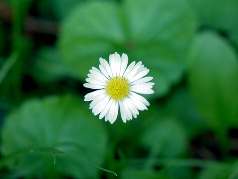 A single white daisy with a yellow center is in focus against a blurred background of green leaves and grass.