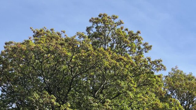 Mature Oak Trees and Spreading Branches in Scottish Woodland