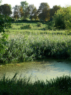 A small pond filled with murky water is surrounded by tall green reeds and grasses. Behind the reeds, a gentle slope covered in lush green grass leads up to a line of trees silhouetted.