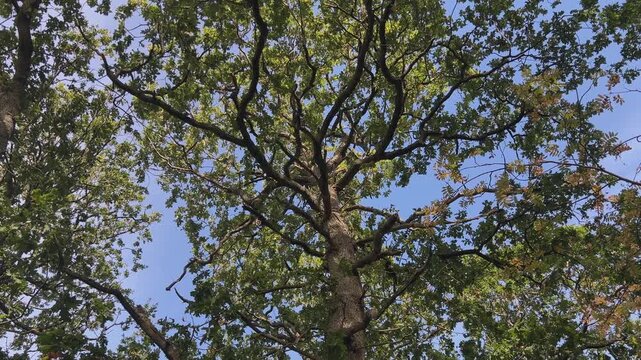 Mature Oak Trees and Spreading Branches in Scottish Woodland