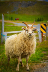 Obraz premium Close-up portrait of a four-horned (polycerate) Icelandic sheep standing beside a rural road in Iceland.