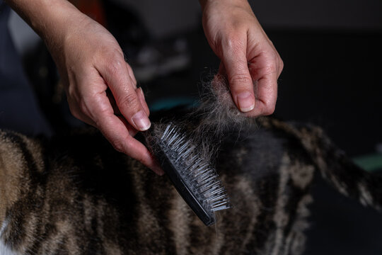 A woman brushing a cat with a ball of cat hair in her hand