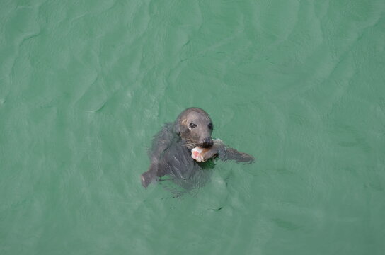 Wild grey seal swimming and feeding in the green water of St Ives Harbour in Cornwall, England.
