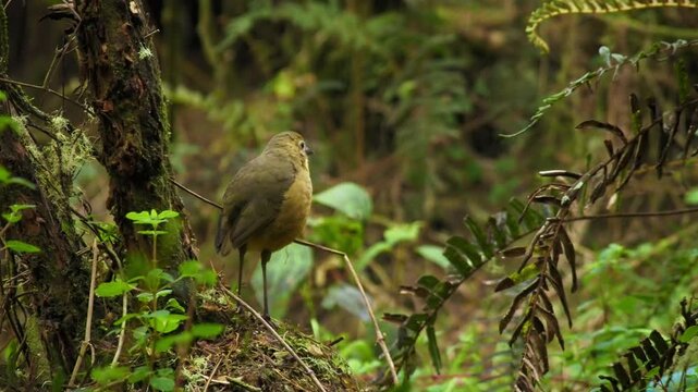 Tawny Antpitta Grallaria quitensis, round tawny brown ground bird with long legs standing on forest floor among ferns, moss and undergrowth of Andean elfin cloud forest, Los Nevados, Colombia 4K