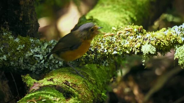 Slate-crowned Antpitta Grallaricula nana, tiny round orange antpitta with slate grey crown perched on green mossy log in undergrowth of Andean cloud forest, elusive bird, Colombia, 4K video
