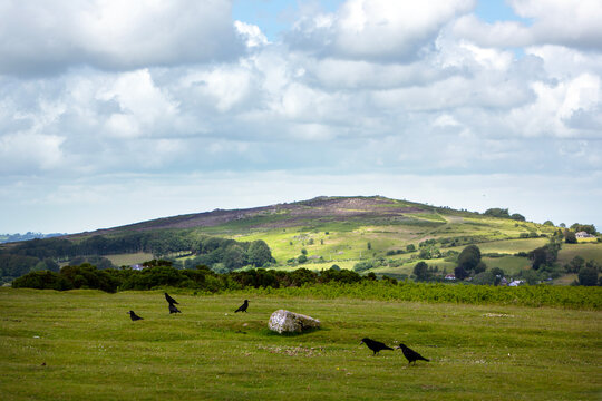 rooks in the foreground of dartmoor national park landscape