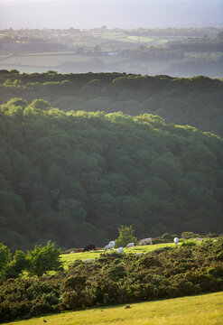 beautiful landscape with trees, grazing cows and fields seen from dartmoor hills in devon
