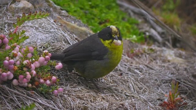 Pale-naped Brushfinch Atlapetes pallidinucha, yellow and dark grey songbird with pale nape stripe eating pink berries on ground in high Andean paramo shrubland, Los Nevados, Colombia, 4K video