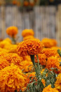 floracion color anaranjado y verde con toques amarillentos de cempas&uacute;chil 