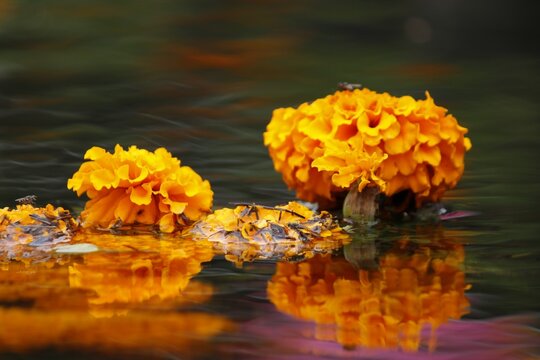 conjunto de flores de cempas&uacute;chil sobre el agua con reflejos colores rosa y naranjas e insectos posados en ellas