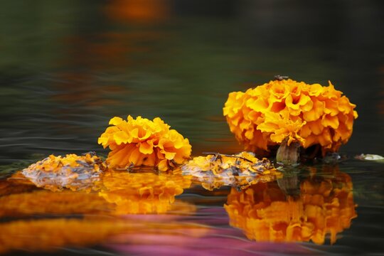 Flores de cempas&uacute;chil sobre el agua con reflejos colores rosa y naranjas e insectos posados en ellas