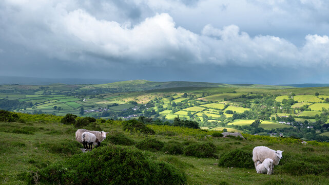 sheep on the moor in dartmoor national park in devon