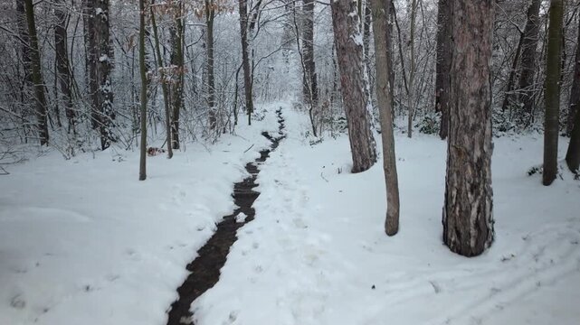 Narrow Stream Winding Through Snowy Winter Forest