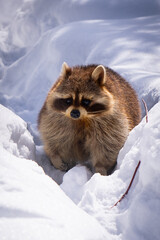 Fluffy raccoon standing in deep white snow during winter © Franois