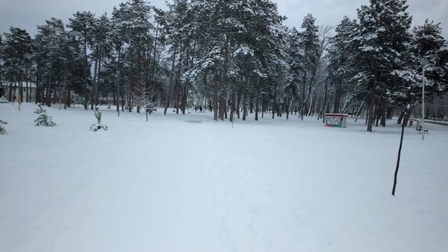 Snow Covered Park Path Through Pine Forest