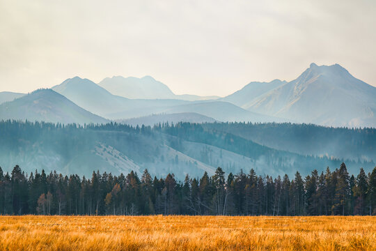 Autumn grass field with a dark pine forest and rugged mountain peaks in soft morning haze, layered blue ridges and golden meadow in a peaceful mountain valley