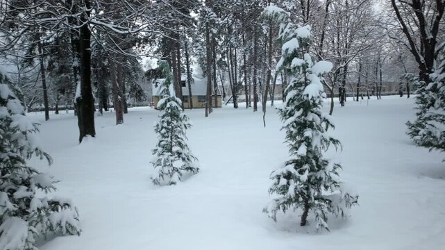 Snow Covered Evergreens Quiet Winter Park