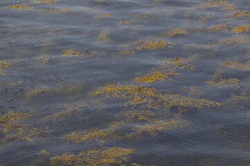 Floating brown seaweed (Phaeophyceae) kelp patches on surface of blue sea water. Marine biology, coastal ecosystem, ocean environment and flora. © TomKorcak