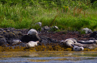 Colony of wild harbor seals (Phoca vitulina) relaxing in funny poses on dark coastal rocks covered with bright yellow seaweed At The Atlantic Coast Of The Isle Of Skye Near Dunvegan In Scotland, UK © TomKorcak