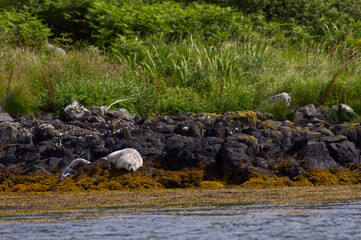 Colony of wild harbor seals (Phoca vitulina) relaxing in funny poses on dark coastal rocks covered with bright yellow seaweed At The Atlantic Coast Of The Isle Of Skye Near Dunvegan In Scotland, UK © TomKorcak