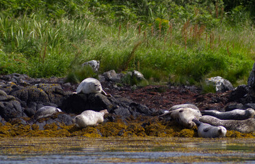 Colony of wild harbor seals (Phoca vitulina) relaxing in funny poses on dark coastal rocks covered with bright yellow seaweed At The Atlantic Coast Of The Isle Of Skye Near Dunvegan In Scotland, UK © TomKorcak