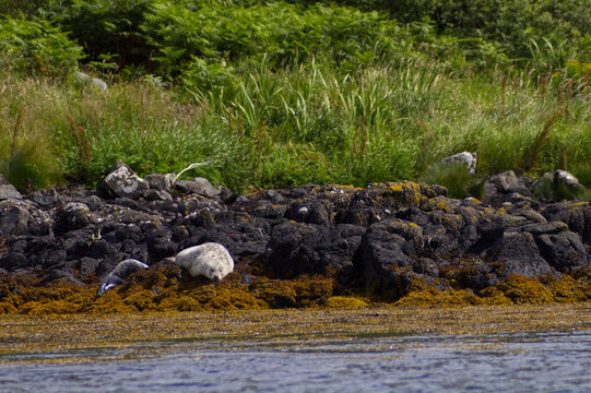 Colony of wild harbor seals (Phoca vitulina) relaxing in funny poses on dark coastal rocks covered with bright yellow seaweed At The Atlantic Coast Of The Isle Of Skye Near Dunvegan In Scotland, UK