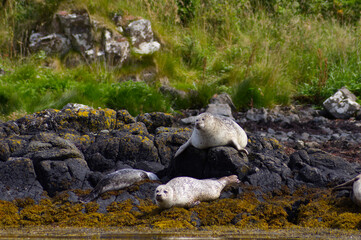 Colony of wild harbor seals (Phoca vitulina) relaxing in funny poses on dark coastal rocks covered with bright yellow seaweed At The Atlantic Coast Of The Isle Of Skye Near Dunvegan In Scotland, UK © TomKorcak