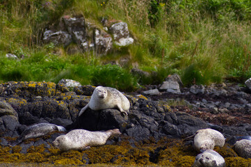 Colony of wild harbor seals (Phoca vitulina) relaxing in funny poses on dark coastal rocks covered with bright yellow seaweed At The Atlantic Coast Of The Isle Of Skye Near Dunvegan In Scotland, UK © TomKorcak