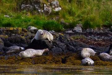 Colony of wild harbor seals (Phoca vitulina) relaxing in funny poses on dark coastal rocks covered with bright yellow seaweed At The Atlantic Coast Of The Isle Of Skye Near Dunvegan In Scotland, UK © TomKorcak