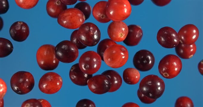 Cranberries falling in slow motion 1000 fps on blue background