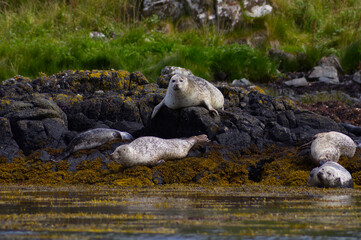 Colony of wild harbor seals (Phoca vitulina) relaxing in funny poses on dark coastal rocks covered with bright yellow seaweed At The Atlantic Coast Of The Isle Of Skye Near Dunvegan In Scotland, UK © TomKorcak