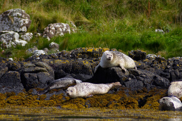 Colony of wild harbor seals (Phoca vitulina) relaxing in funny poses on dark coastal rocks covered with bright yellow seaweed At The Atlantic Coast Of The Isle Of Skye Near Dunvegan In Scotland, UK © TomKorcak