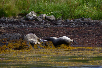 Colony of wild harbor seals (Phoca vitulina) relaxing in funny poses on dark coastal rocks covered with bright yellow seaweed At The Atlantic Coast Of The Isle Of Skye Near Dunvegan In Scotland, UK © TomKorcak