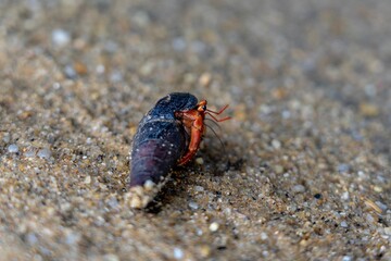 Dunkler Einsiedlerkrebs am Strand in Thailand © Christoph