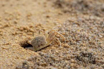 Sandkrabbe an einem tropischen Strand in Thailand © Christoph