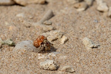 Kleines Krustentier am Strand in Thailand © Christoph