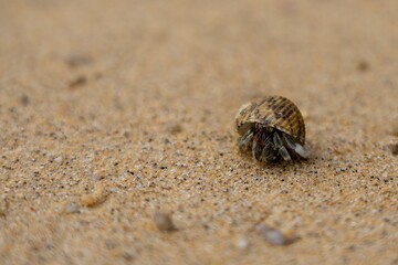 Kleiner Einsiedlerkrebs auf Sand in Thailand © Christoph