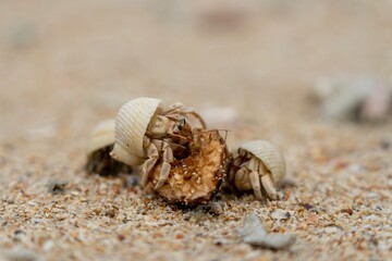 Einsiedlerkrebs auf hellem Sand in Thailand © Christoph