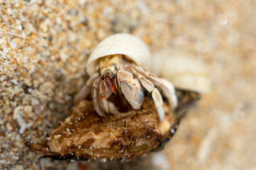 Einsiedlerkrebs in seiner Muschelschale in Thailand © Christoph